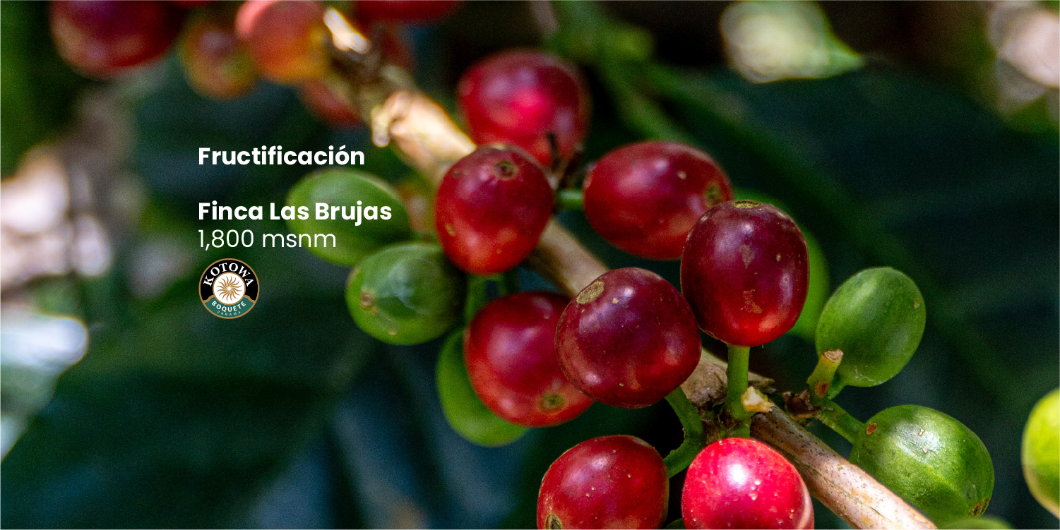 Cerezas de café rojas y maduras en una rama de las fincas Kotowa en Boquete