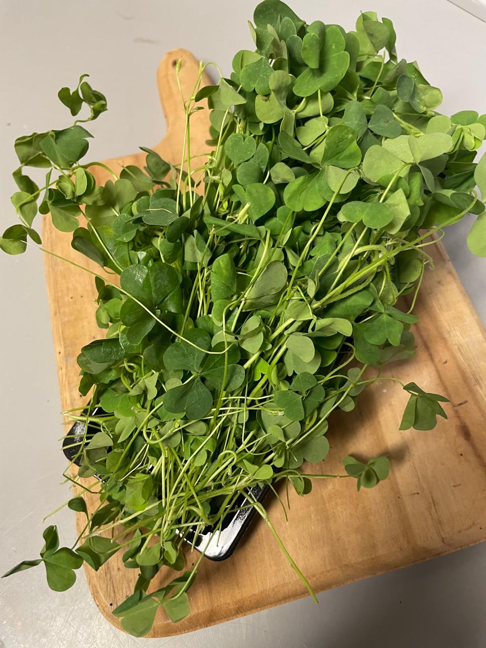 Brotes verdes tiernos sobre una tabla de madera