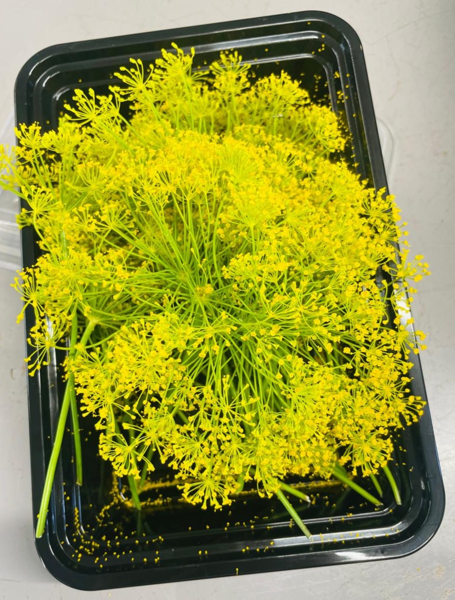 Flores amarillas de eneldo frescas en bandeja