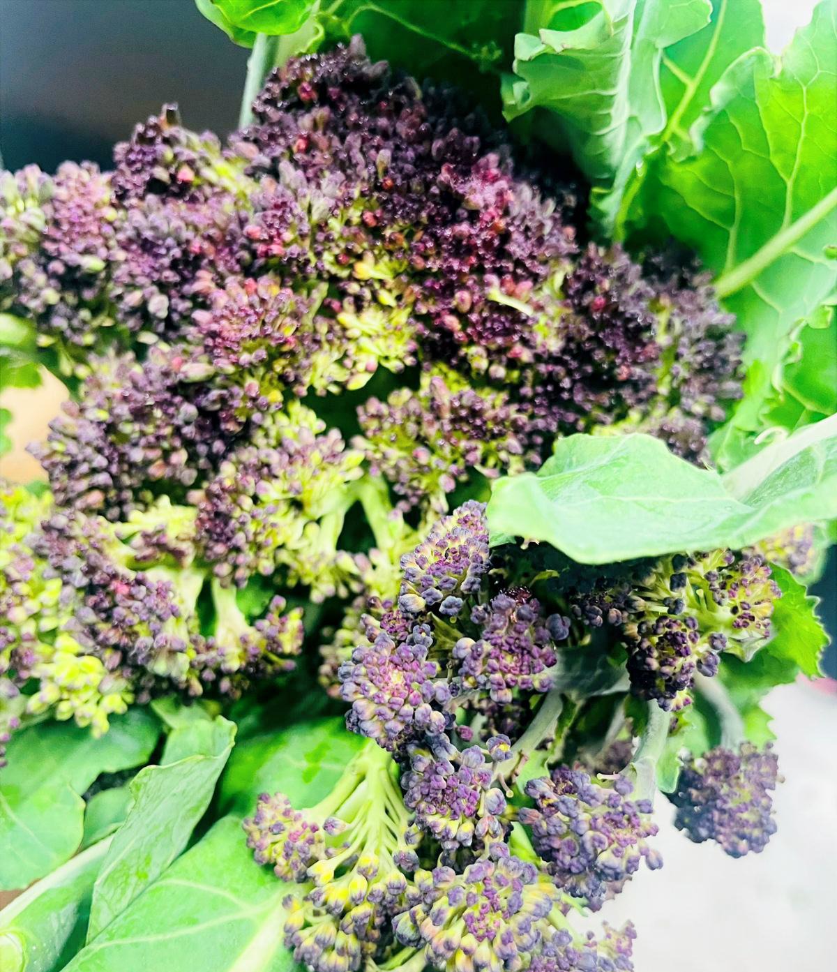 Brócoli morado recién cosechado con sus hojas verdes