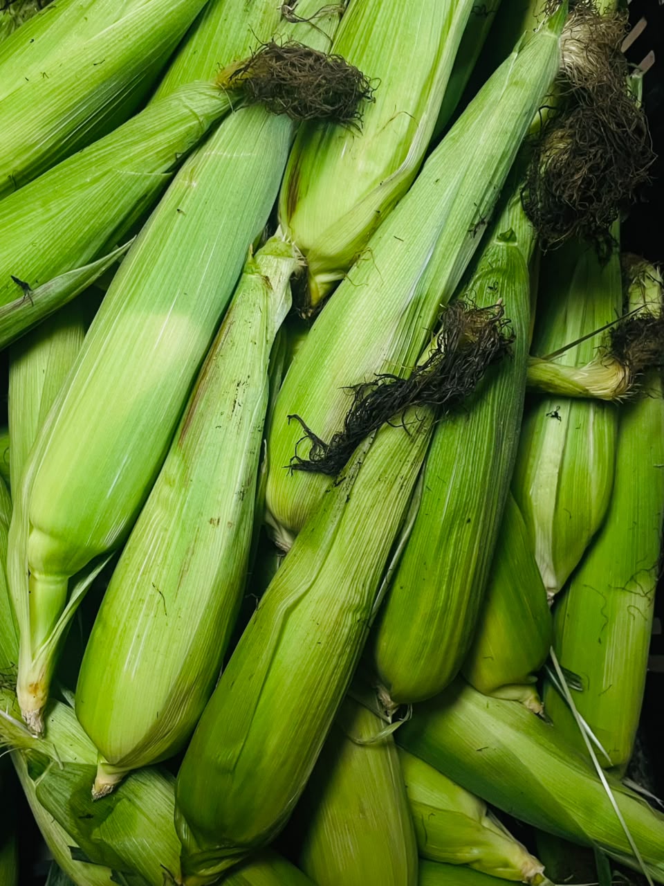 Mazorcas de maíz tierno con su hoja